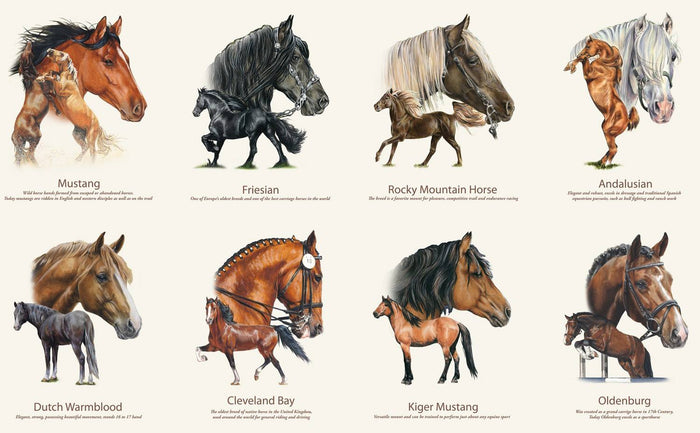 Horse Breeds Panel