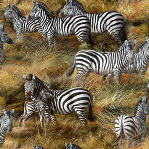 Animal Adventure - Zebras